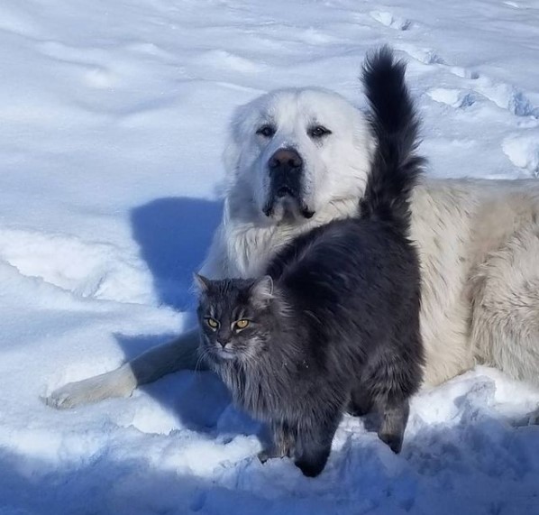 15 Pictures That Prove Great Pyrenees Are Perfect Weirdos 10