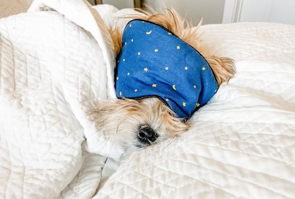 15 Pictures That Prove Havanese Dogs Are Perfect Weirdos 10