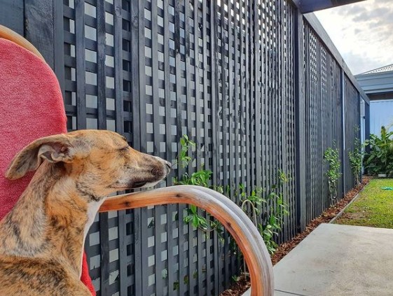 15 Pictures That Prove Whippets Are Perfect Weirdos 10