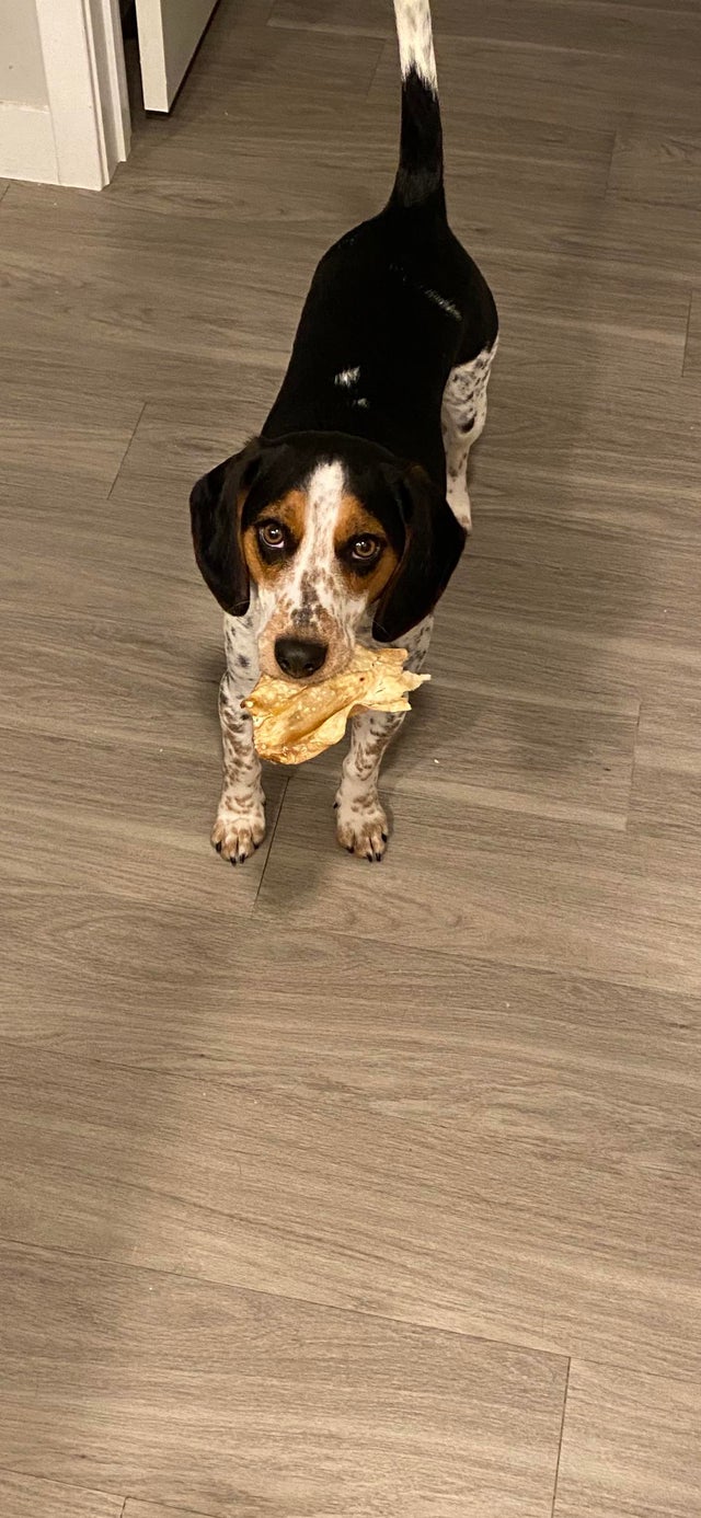 15 Realities That New Beagle Owners Must Accept 10