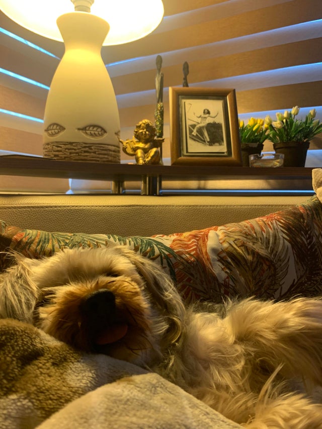 15 Realities That New Yorkie Owners Must Accept 10