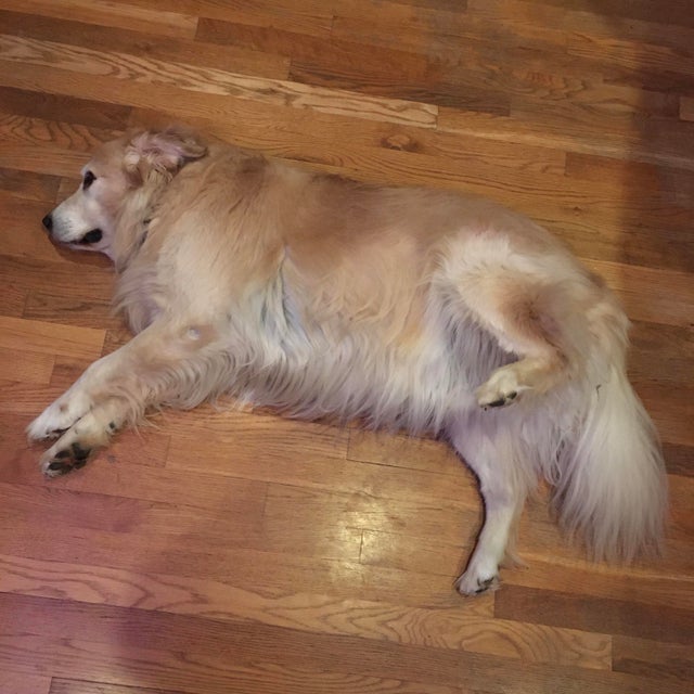 15 Things Only Golden Retriever Owners Will Understand 10