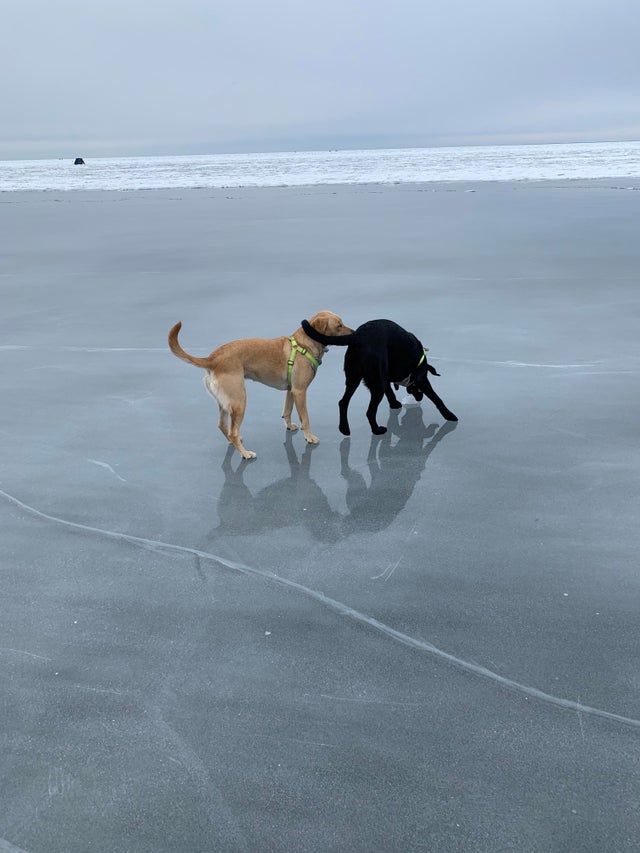 15 Things Only Labrador Owners Will Understand 10