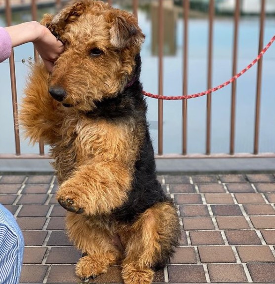15 Pictures That Prove Airedale Terriers Are Perfect Weirdos 10