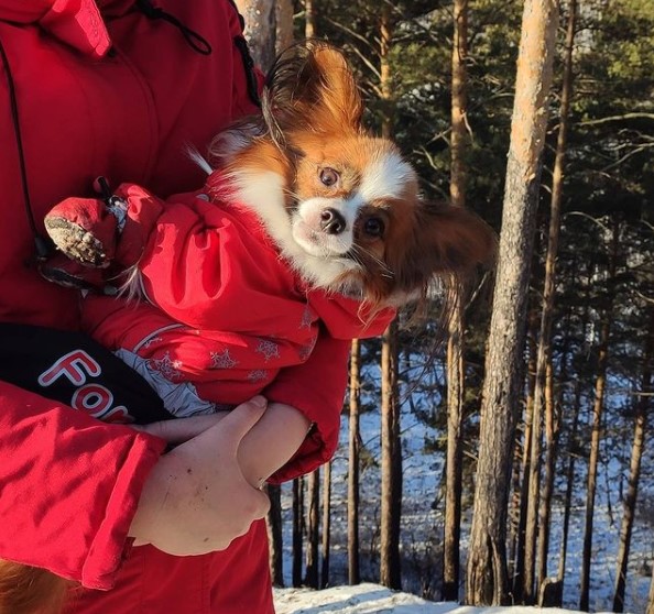 15 Pictures That Prove Papillons Are Perfect Weirdos 10