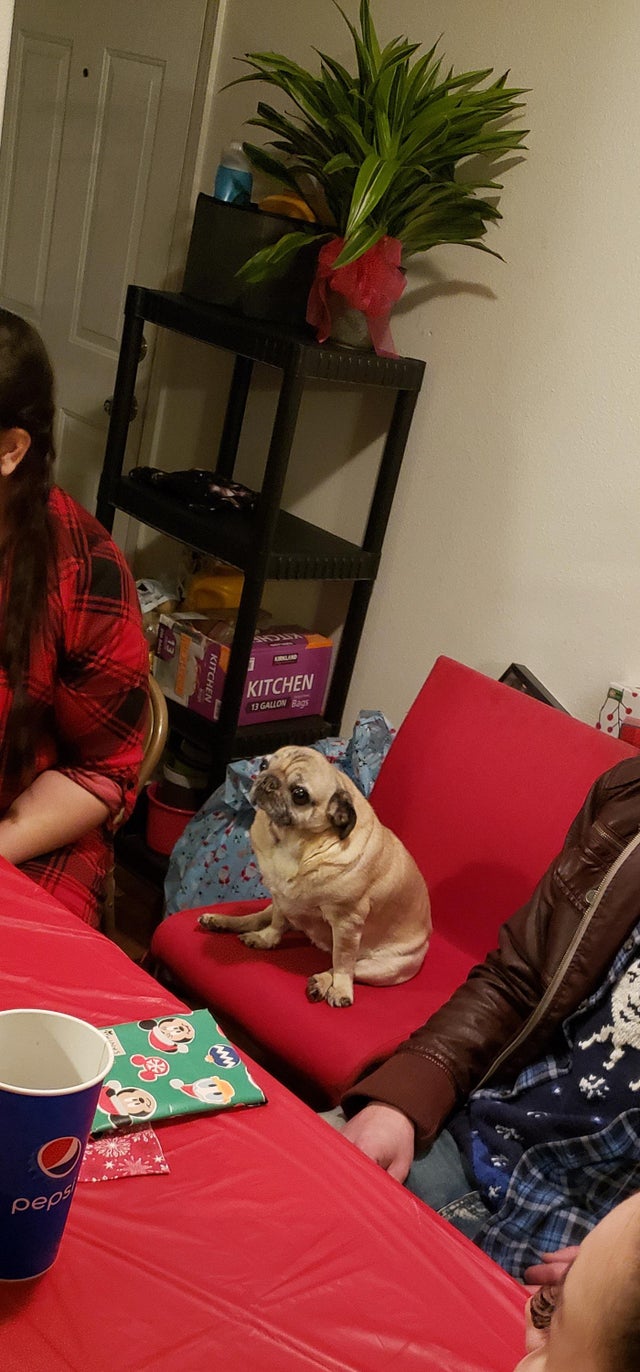 15 Things Only Pug Owners Will Understand 10