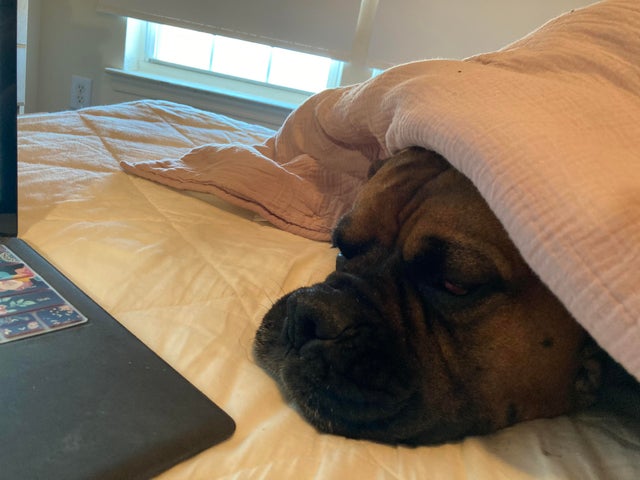 15 Things Only Boxer Owners Will Understand 10