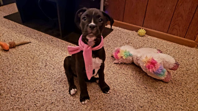 15 Realities That New Boxer Owners Must Accept 10