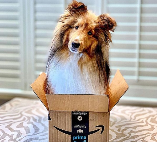 15 Pictures That Prove Collies Are Perfect Weirdos 10