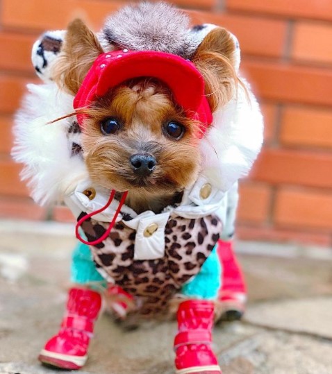 16 Pictures That Prove Yorkies Are Perfect Weirdos 10