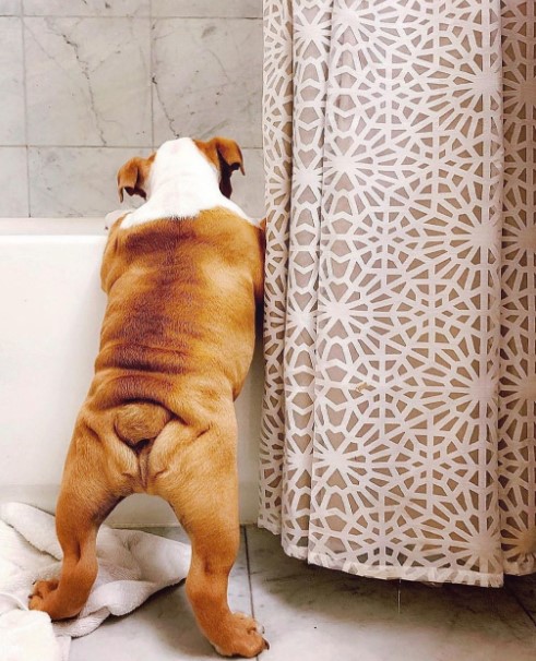 15 Pictures That Prove English Bulldogs Are Perfect Weirdos 11 15 Pictures That Prove English Bulldogs Are Perfect Weirdos 11