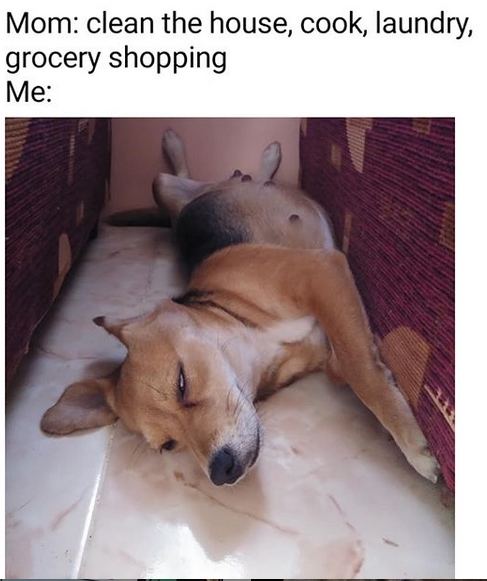 15 Funny Beagle Memes To Make Your Day 10
