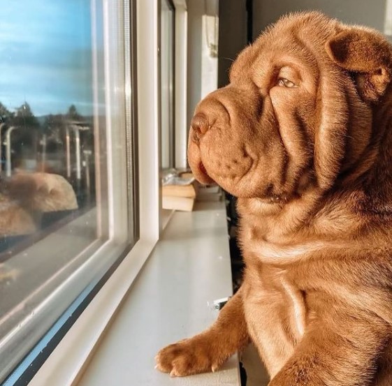 15 Pictures That Prove Shar Peis Are Perfect Weirdos 10