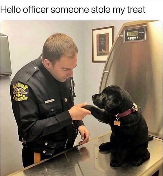15 Funny Labrador Memes To Make Your Day 10 15 Funny Labrador Memes To Make Your Day 10