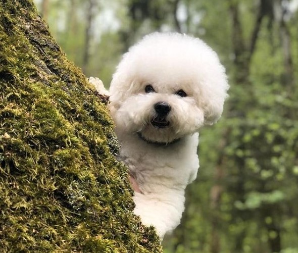 15 Pictures That Prove Bichon Frises Are Perfect Weirdos 10