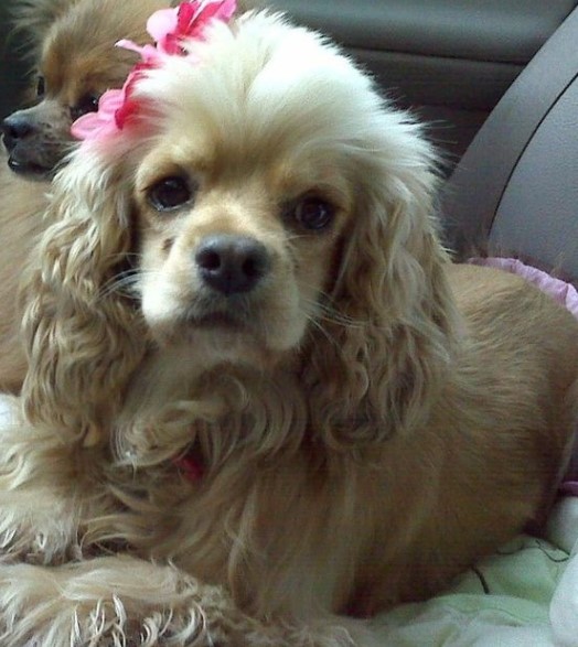 15 Pictures That Prove Cocker Spaniels Are Perfect Weirdos 11