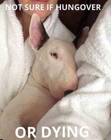 15 Funny Bull Terrier Memes To Make Your Day 10