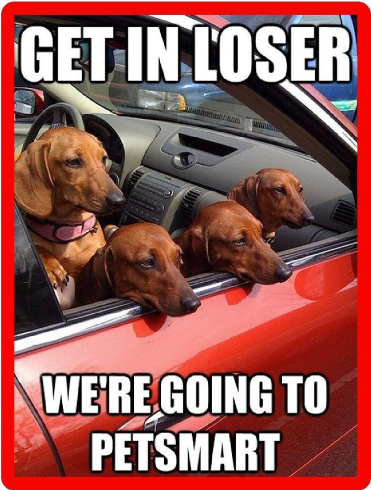 15 Funny Dachshund Memes To Make Your Day 10