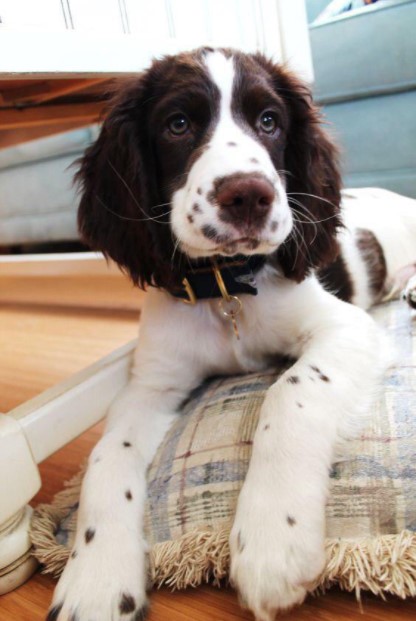 15 Pictures That Prove Springer Spaniels Are Perfect Weirdos 10