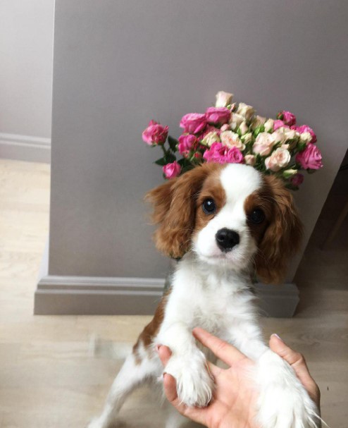 15 Pictures That Prove Cavalier King Charles Spaniels Are Perfect Weirdos 10