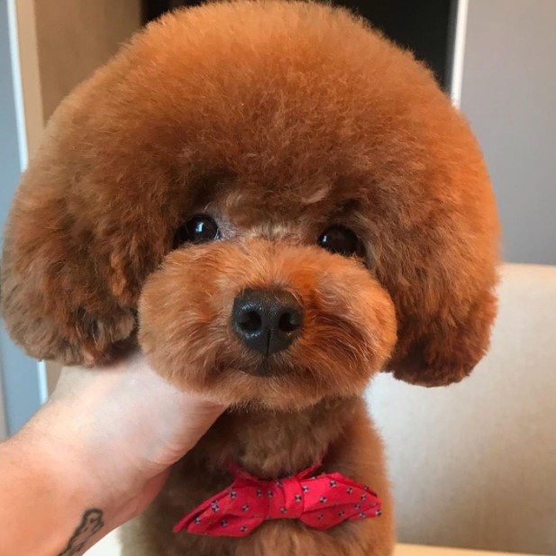 15 Pictures That Prove Poodles Are Perfect Weirdos 9