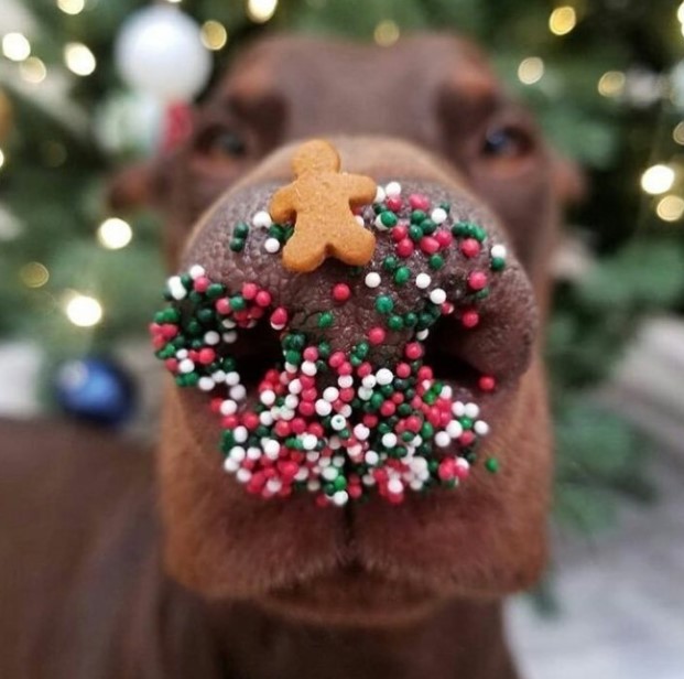 15 Pictures That Prove Doberman Pinschers Are Perfect Weirdos 10