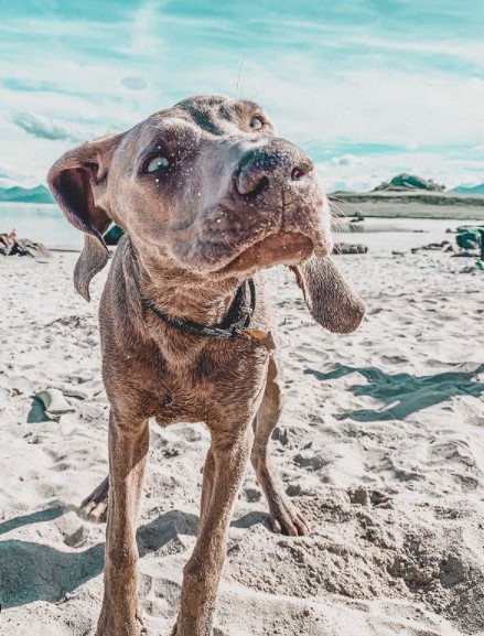 16 Pictures That Prove Weimaraners Are Perfect Weirdos 10