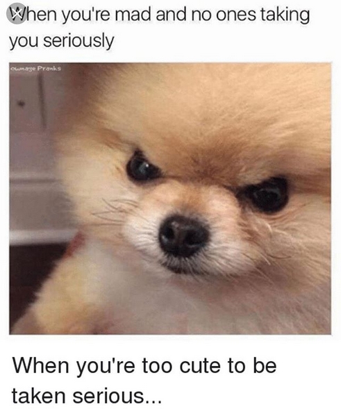 15 Funny Pomeranian Memes To Make Your Day 10