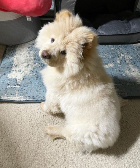 15 Pictures That Prove Chow Chows Are Perfect Weirdos 10
