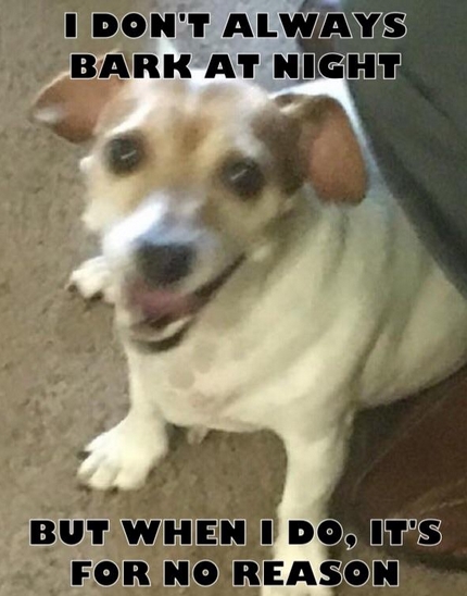 15 Funny Jack Russell Memes To Make Your Day 10