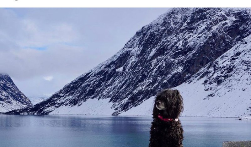 Portuguese Wasserhund or Portuguese Water Dog 37