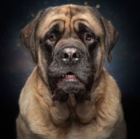 15 Pictures That Prove English Mastiffs Are Perfect Weirdos 10