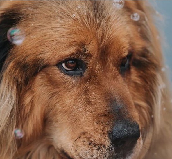 15 Pictures That Prove Tibetan Mastiffs Are Perfect Weirdos 10