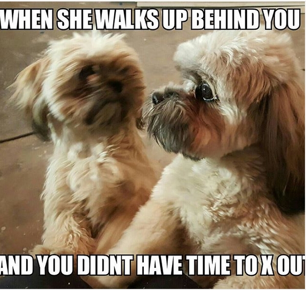 15 Funny Shih Tzu Memes To Make Your Day 10
