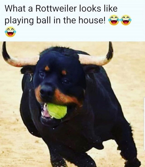 15 Funny Rottweiler Memes To Make Your Day 10