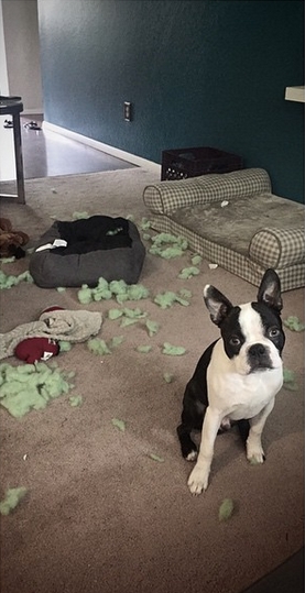 15 Funny Boston Terrier Memes To Make Your Day 10