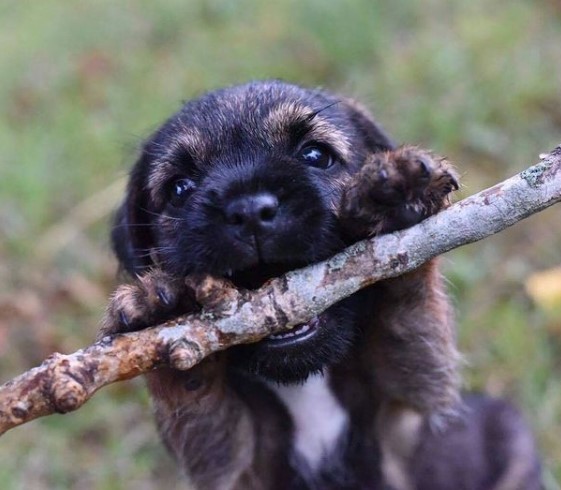 15 Pictures That Prove Border Terriers Are Perfect Weirdos 10