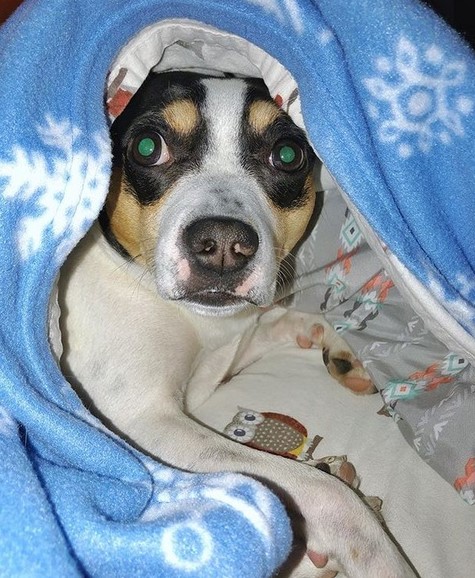 15 Pictures That Prove Rat Terriers Are Perfect Weirdos 10