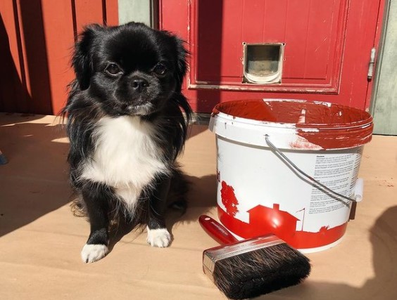 16 Pictures That Prove Tibetan Spaniels Are Perfect Weirdos 10 16 Pictures That Prove Tibetan Spaniels Are Perfect Weirdos 10