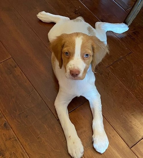 15 Pictures That Prove Brittany Spaniels Are Perfect Weirdos 10