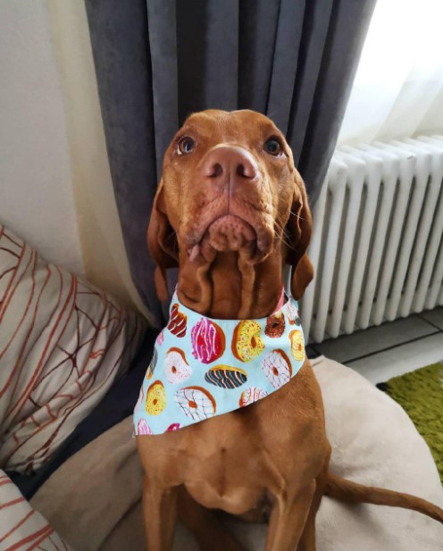 16 Pictures That Prove Vizslas Are Perfect Weirdos 10