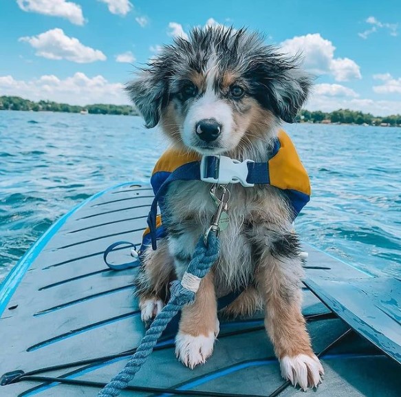 15 Pictures That Prove Australian Shepherds Are Perfect Weirdos 10