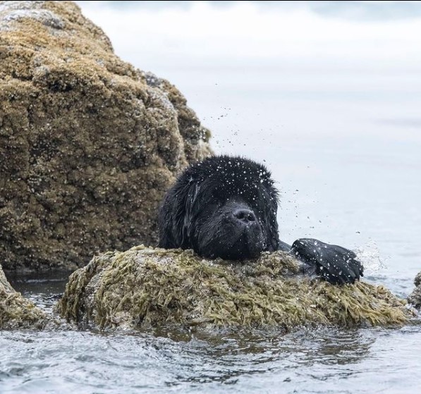 15 Pictures That Prove Newfoundlands Are Perfect Weirdos 10