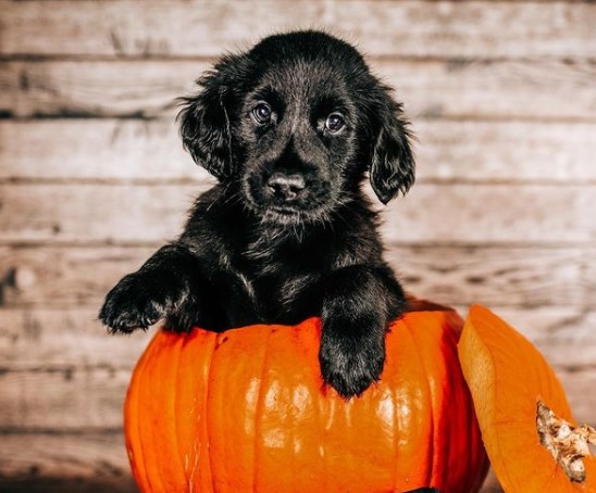 15 Pictures That Prove Flat-Coated Retrievers Are Perfect Weirdos 10