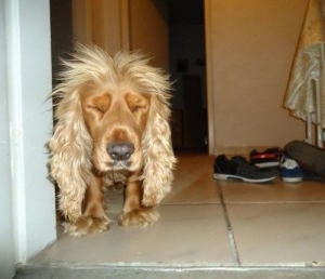 15 Funny Cocker Spaniel Memes To Make Your Day 10