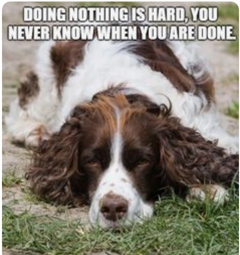 15 Funny Springer Spaniel Memes To Make Your Day 10