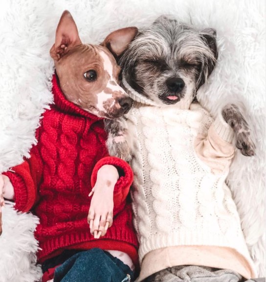 15 Pictures That Prove Chinese Crested Dogs Are Perfect Weirdos 10