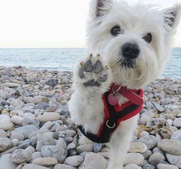 16 Pictures That Prove West Highland White Terriers Are Perfect Weirdos 10
