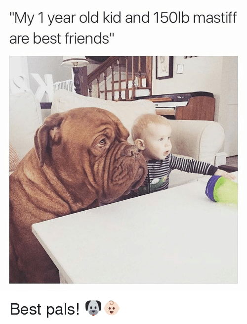 15 Funny Mastiff Memes To Make Your Day 10