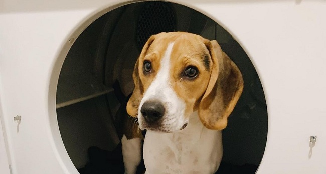 15 Reasons Why You Should Never Own Beagles